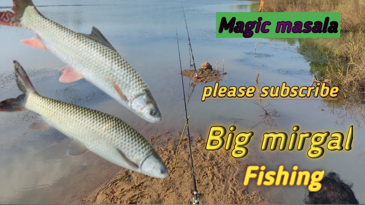 Magic masala.Mahua masala  Big mirgal catching Fishing video village fishing
