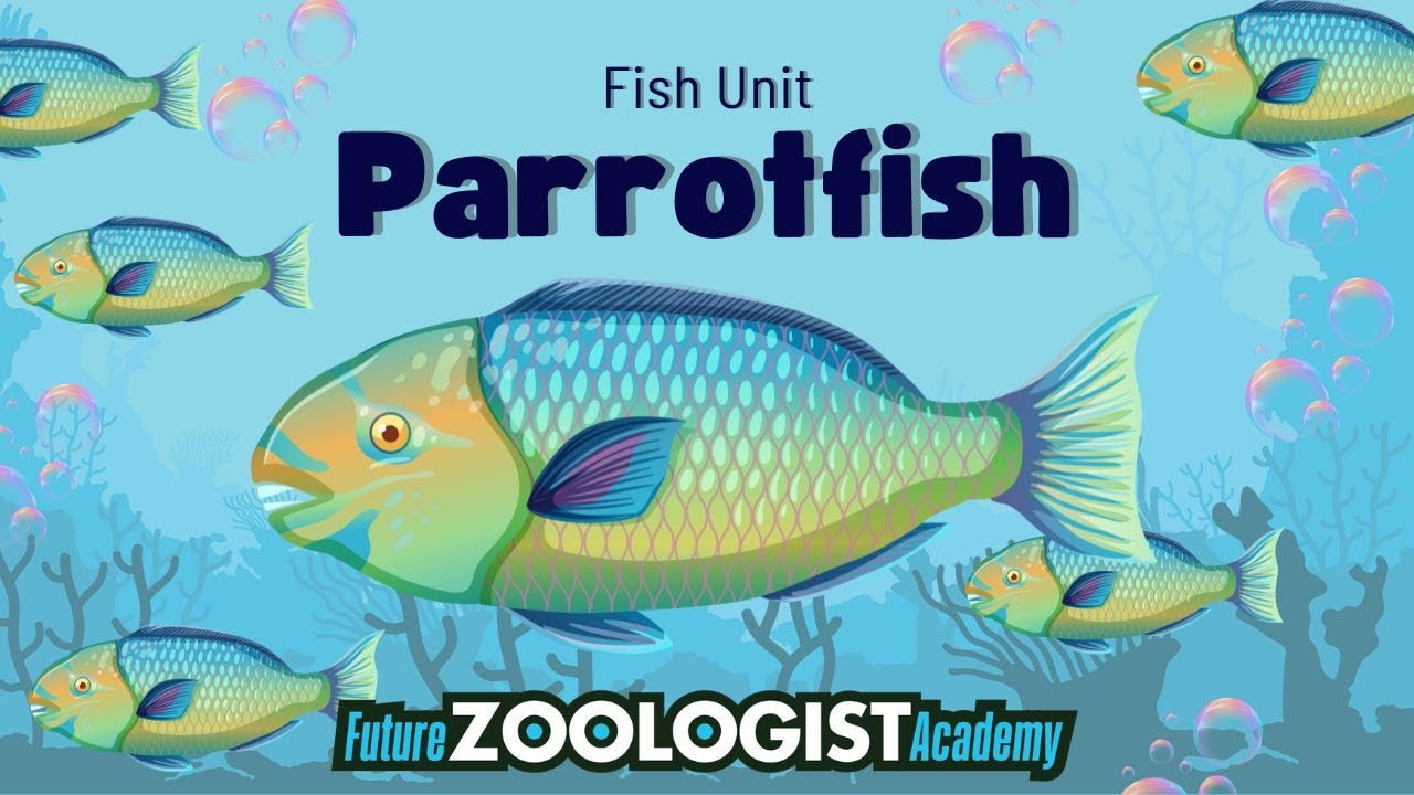 Parrotfish | Future Zoologist Academy