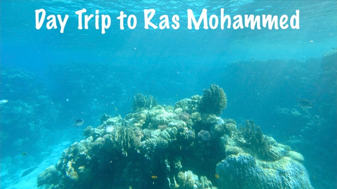 4k A Day Trip to Ras Mohammed National Park, Egypt