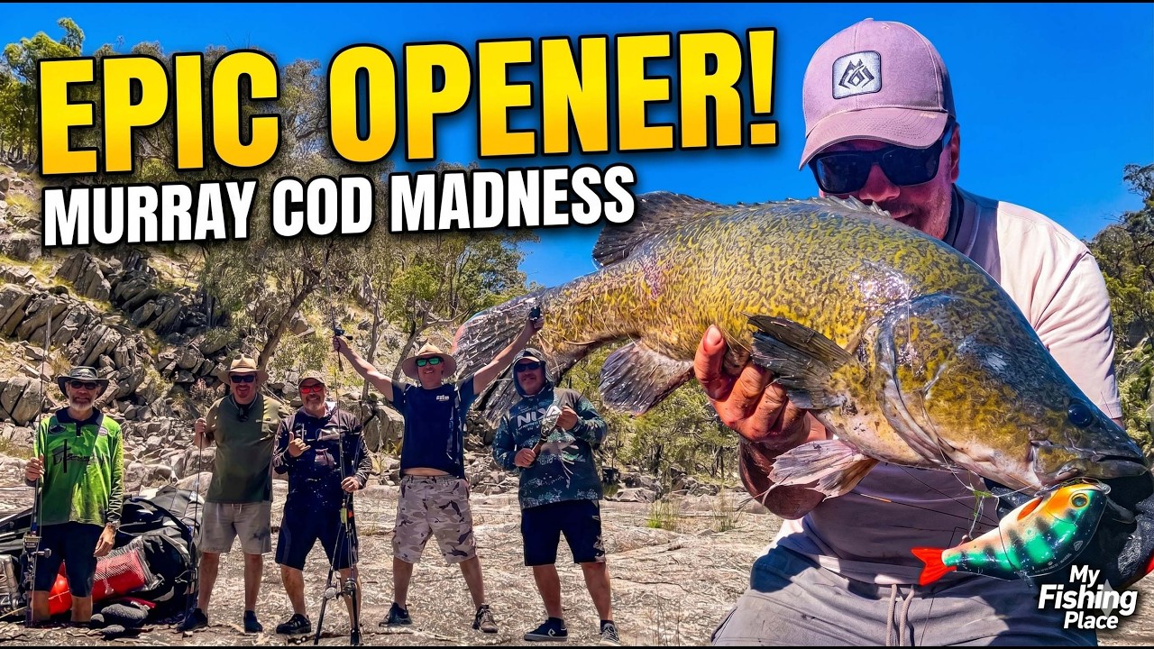 Murray Cod Fishing Opening Week part ONE!