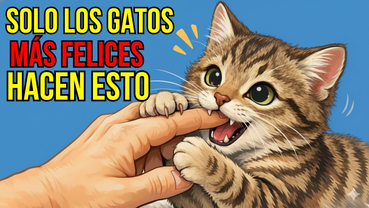 21 Comportamientos Que Demuestran Que Tienes El Gato Más Feliz Del Mundo