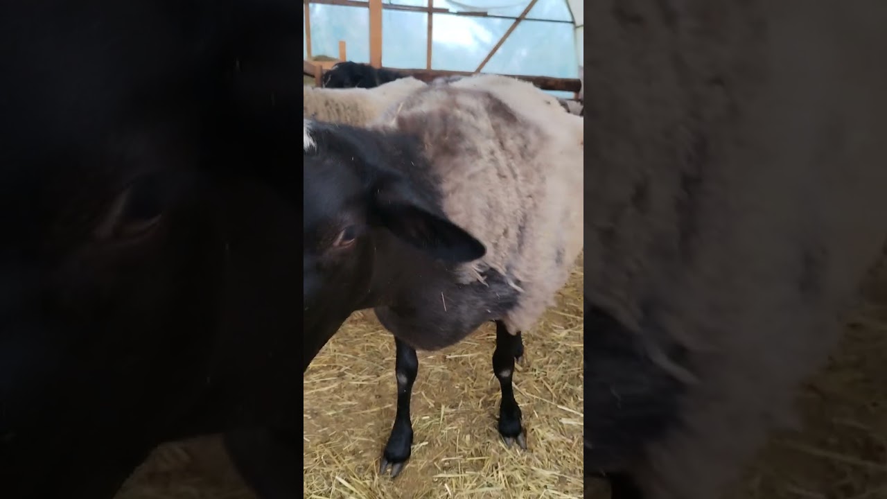 oi Romanov în Argeș 6