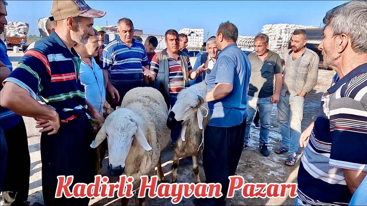 İŞTE KADİRLİ HAYVAN PAZARINDA 2024 KURBANLIK FİYATLARI