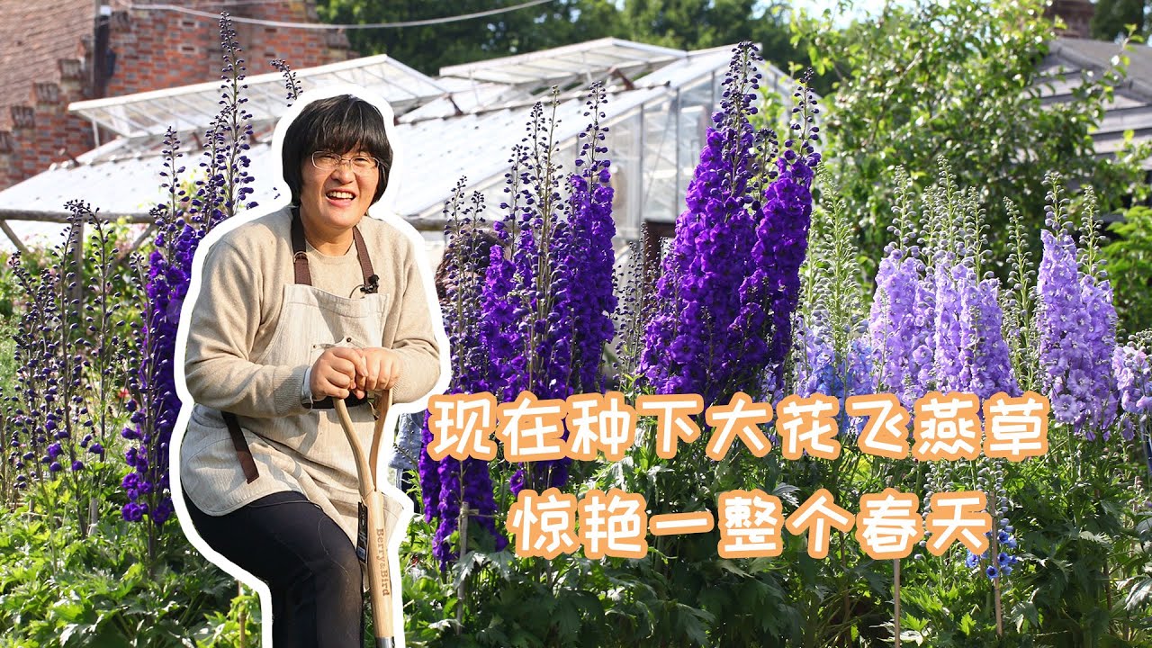 【海妈园艺课堂】现在种下大花飞燕草，惊艳一整个春天
