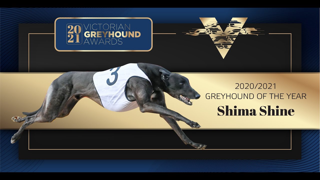 2021 Victorian Greyhound of the Year: Shima Shine