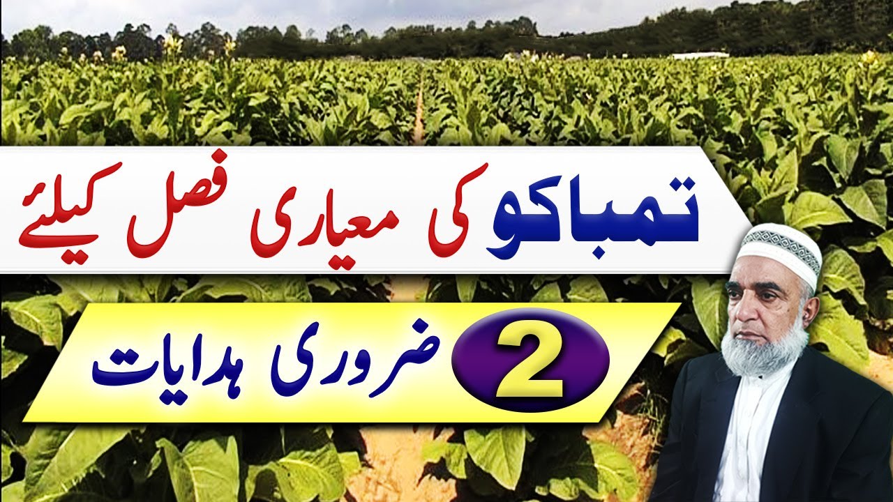 Two instructions for better quality yield of Tobacco crop || Crop Reformer