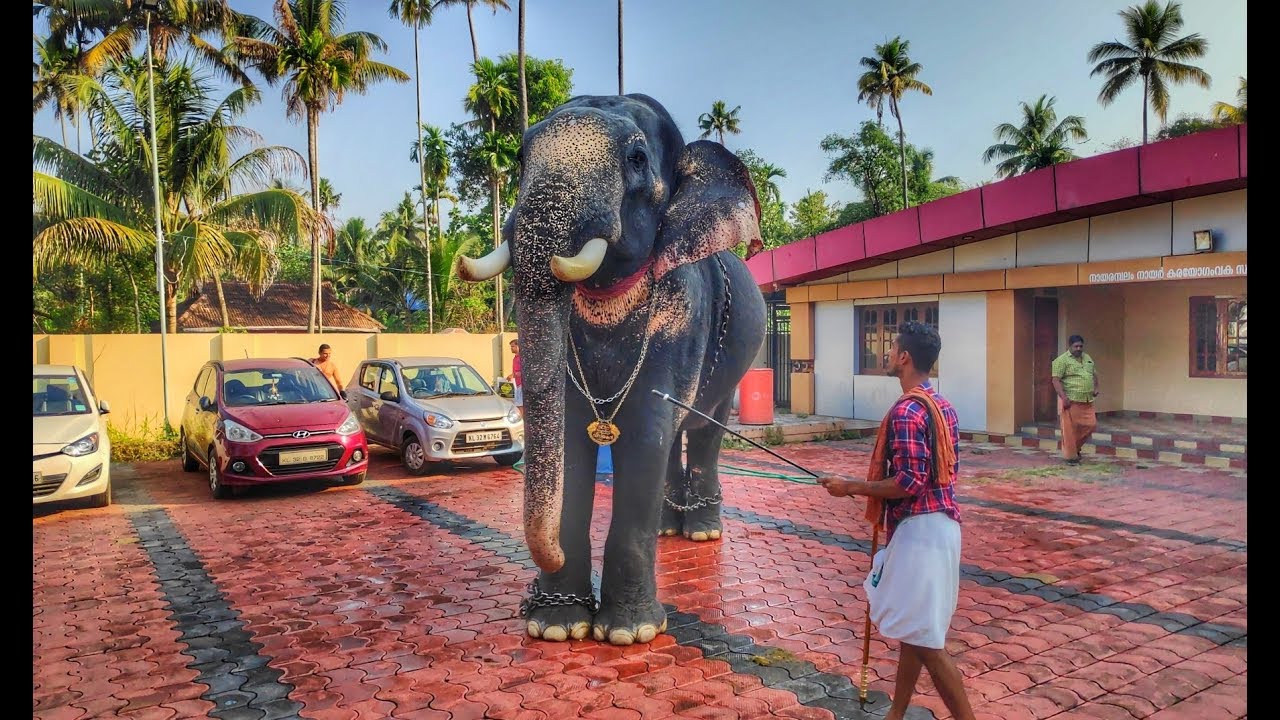 ഒരു തീപ്പൊരി തലപിടുത്തം | Tottakkadu Vinayakan Elephant in Kerala