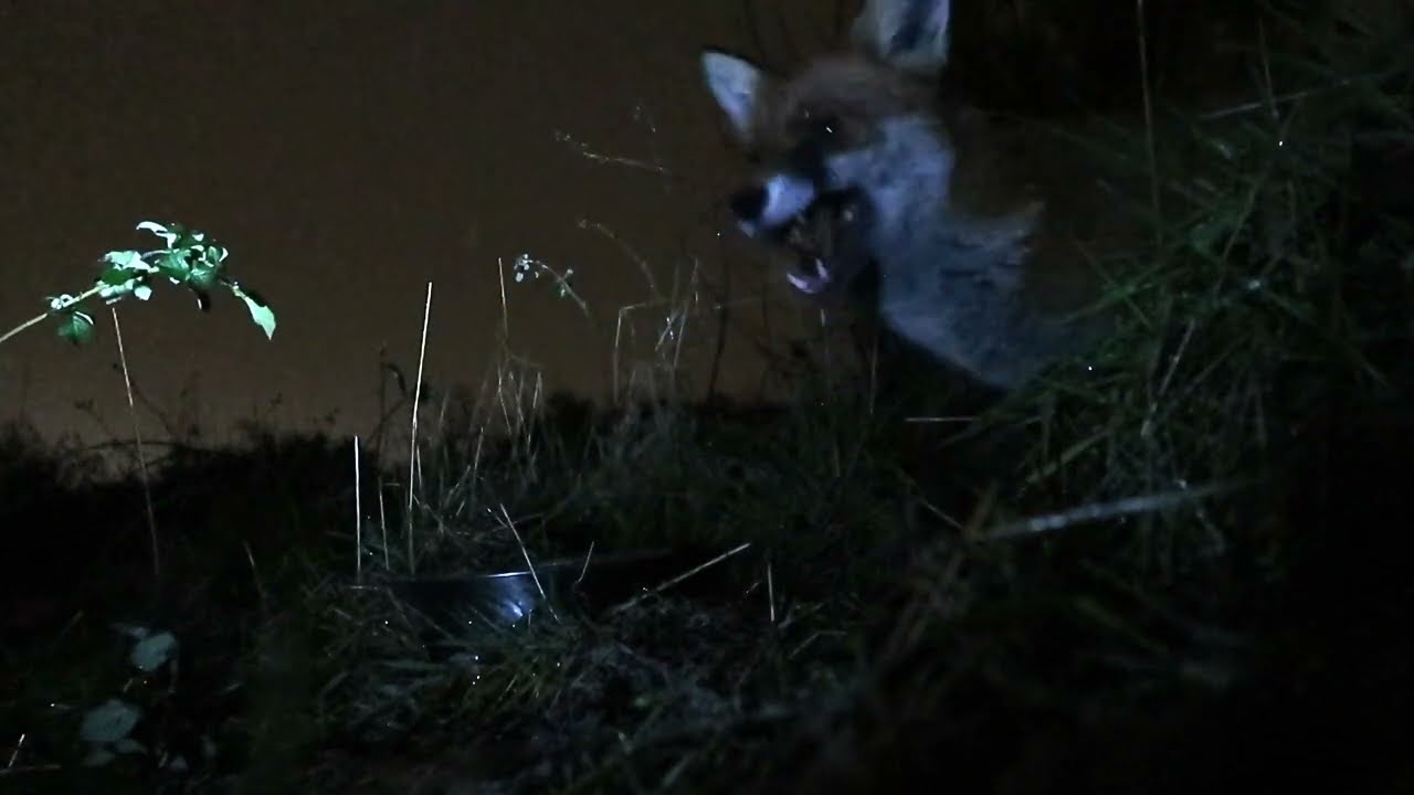 Close up 2 : Sam the Fox tucks in on a cold February evening