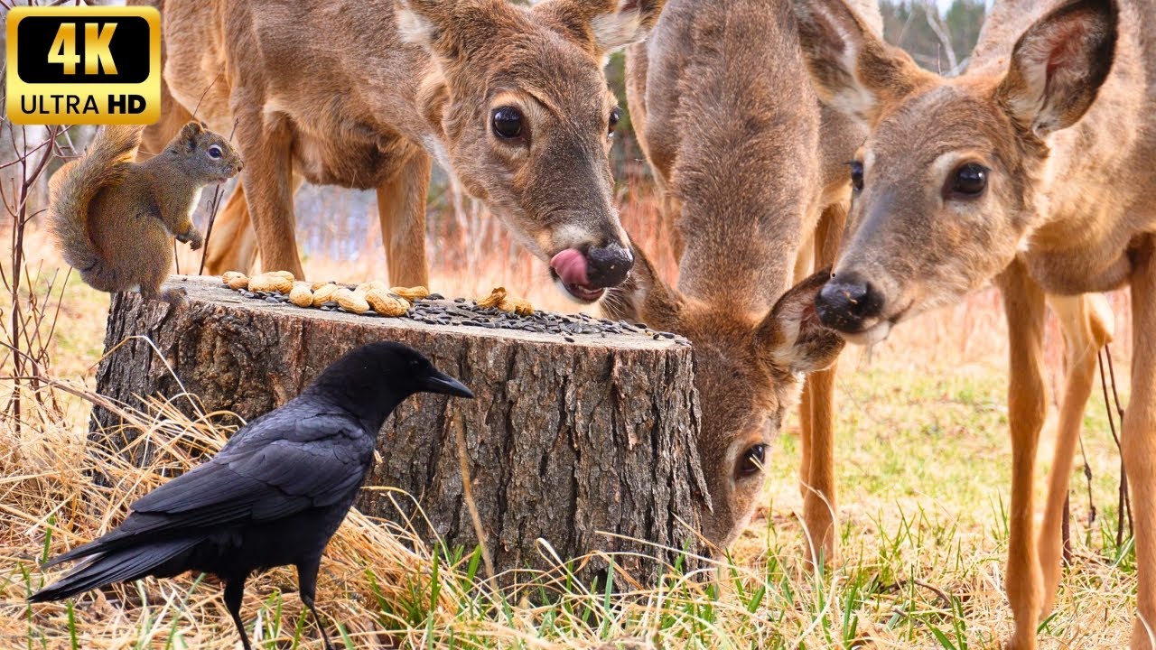 Entertainment for Dogs, Cats & People 🦌 Deer, Squirrel & Quarrelling Birds Along a Meadowside Lake