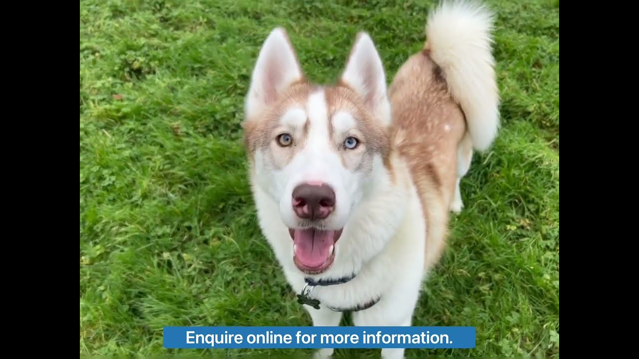 Lovely Lily is searching for her forever home!