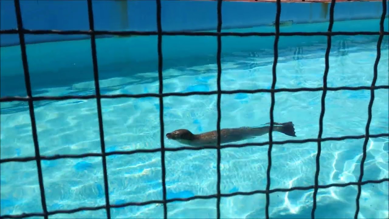 Zoo vrt Jagodina 18.08.2019
