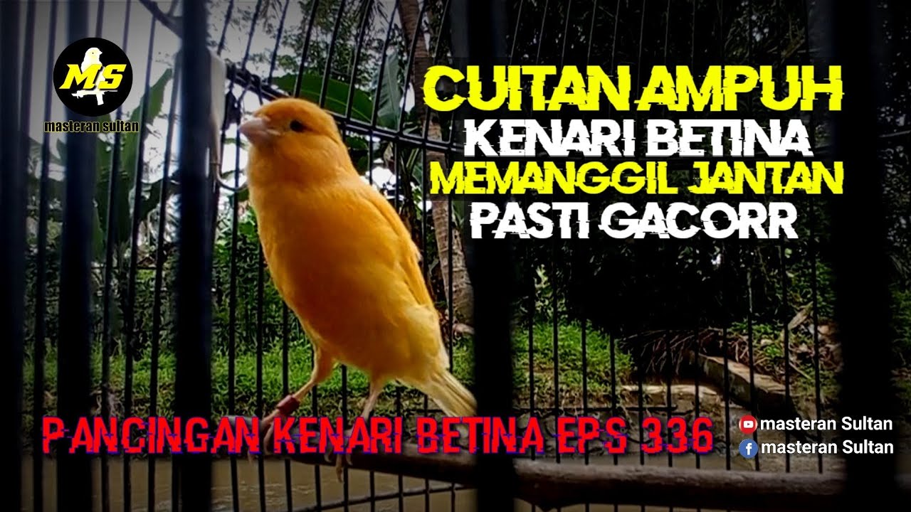 PANCINGAN KENARI BETINA MEMANGGIL JANTAN EPS 336 #pancingankenaribetina #kicaumania #masteran 