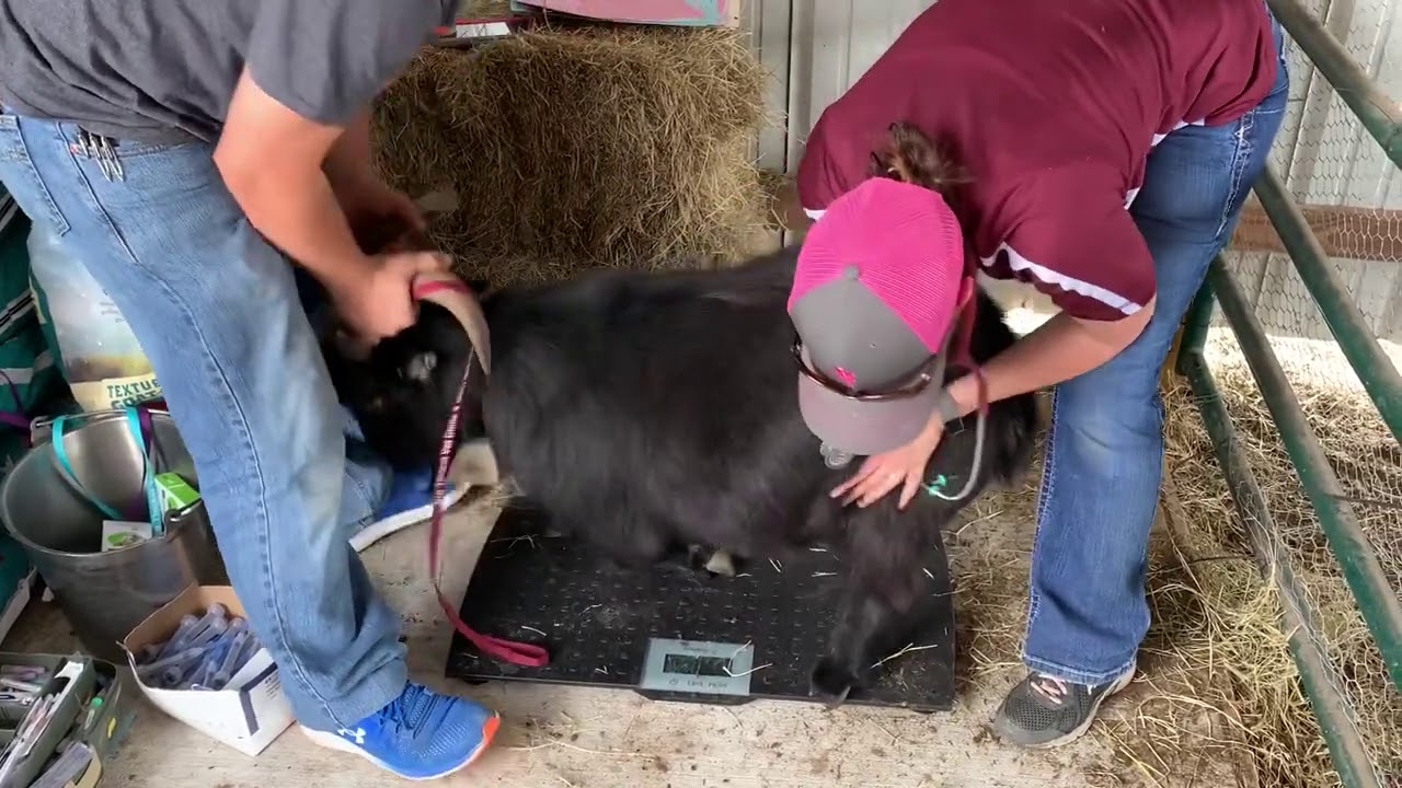 Vet Visits the Sanctuary: 😬 And its NOT pretty!