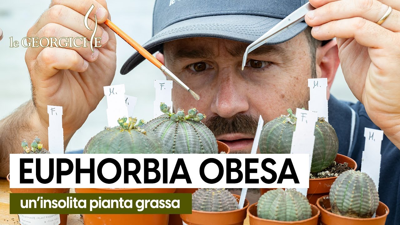 Euphorbia obesa, cura e coltivazione dalla A alla Z