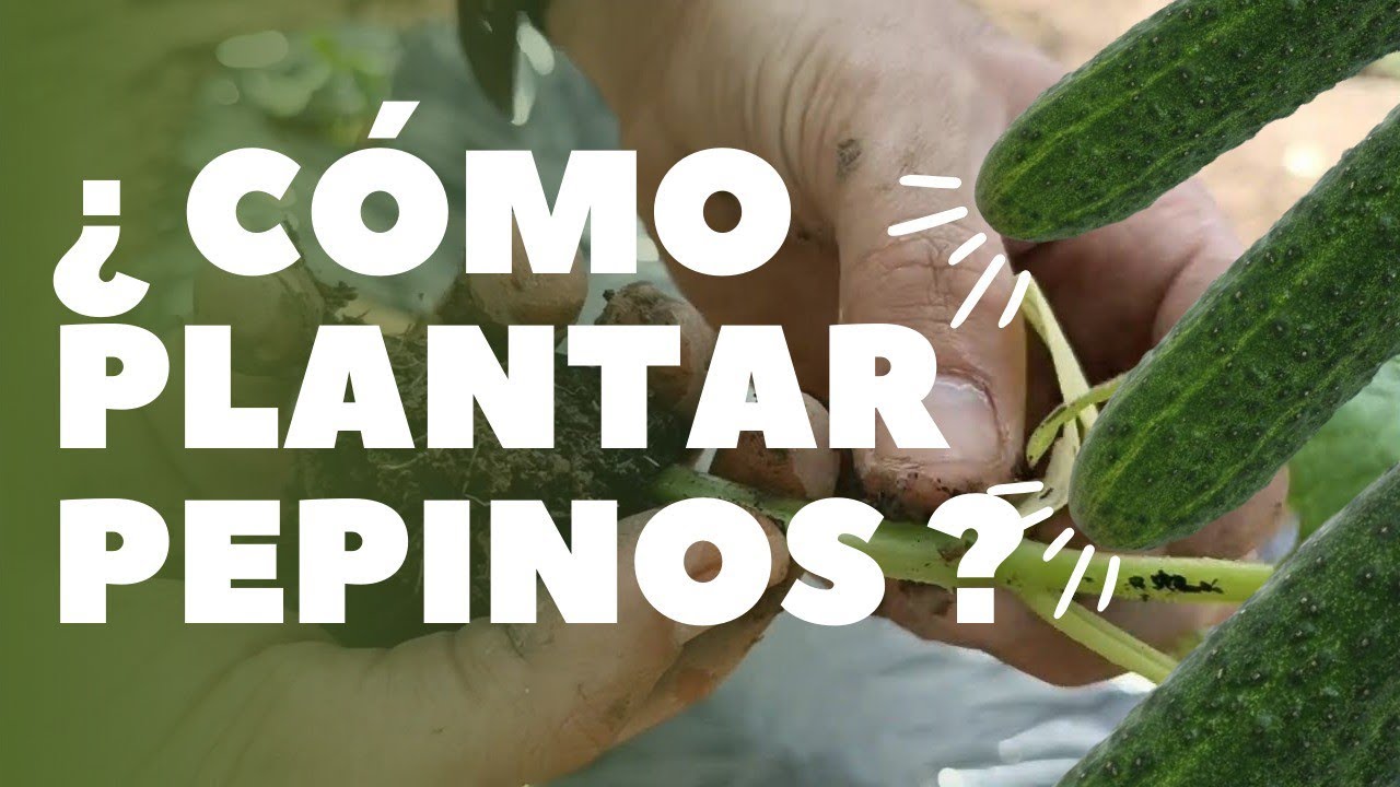 Cómo y cuando plantar pepinos con plástico en el huerto
