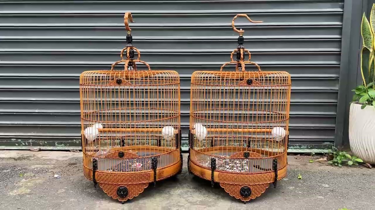 Cặp lồng Choè Than Khướu tre già độ Mun sừng Hổ Phù độc đẹp size lớn 72 nan 45cm cho dân chơi