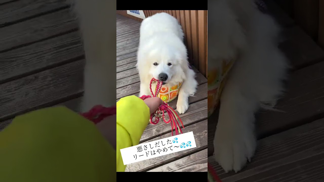 大型犬とお好み焼きを食べに行こう‼️