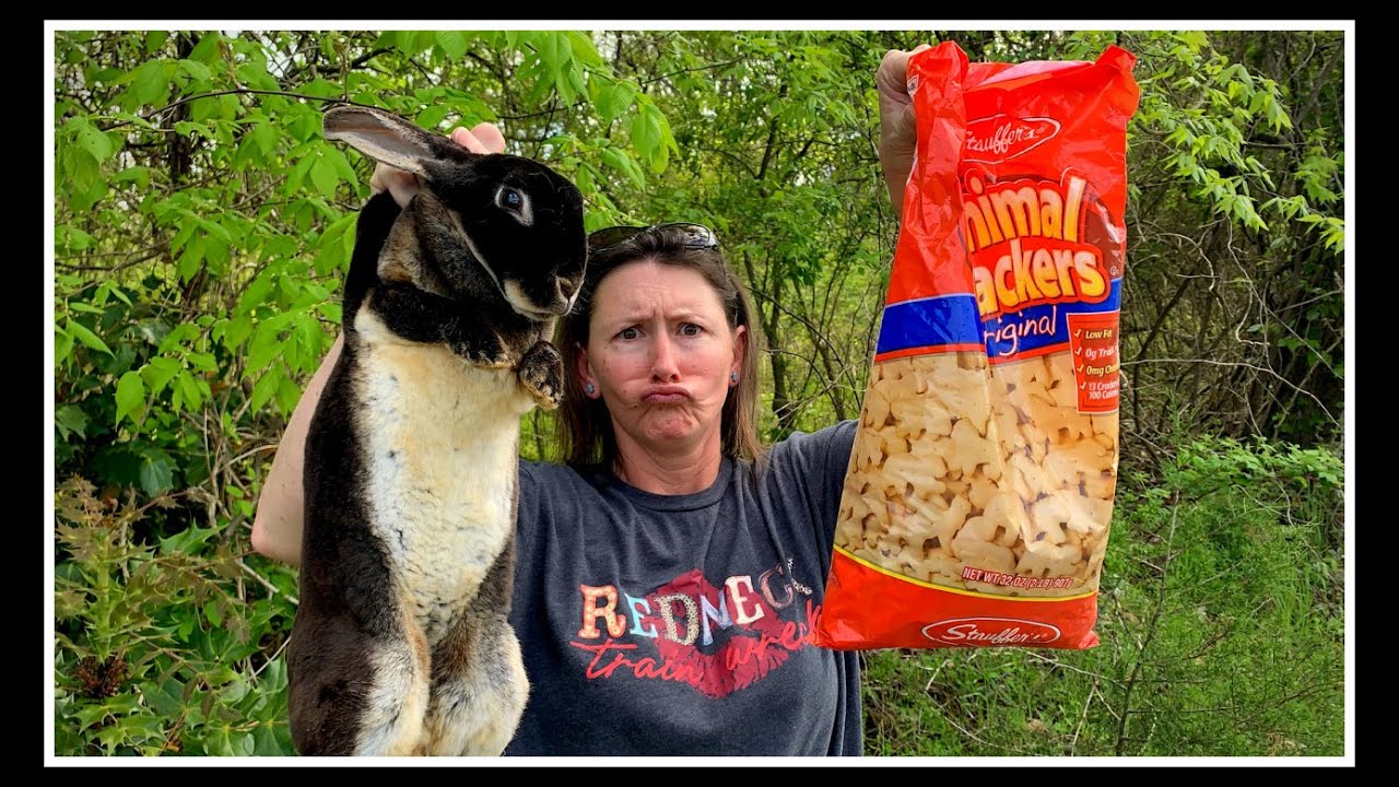 Could the Escaped Bunny BE Bred & Planting Hickory King Corn!
