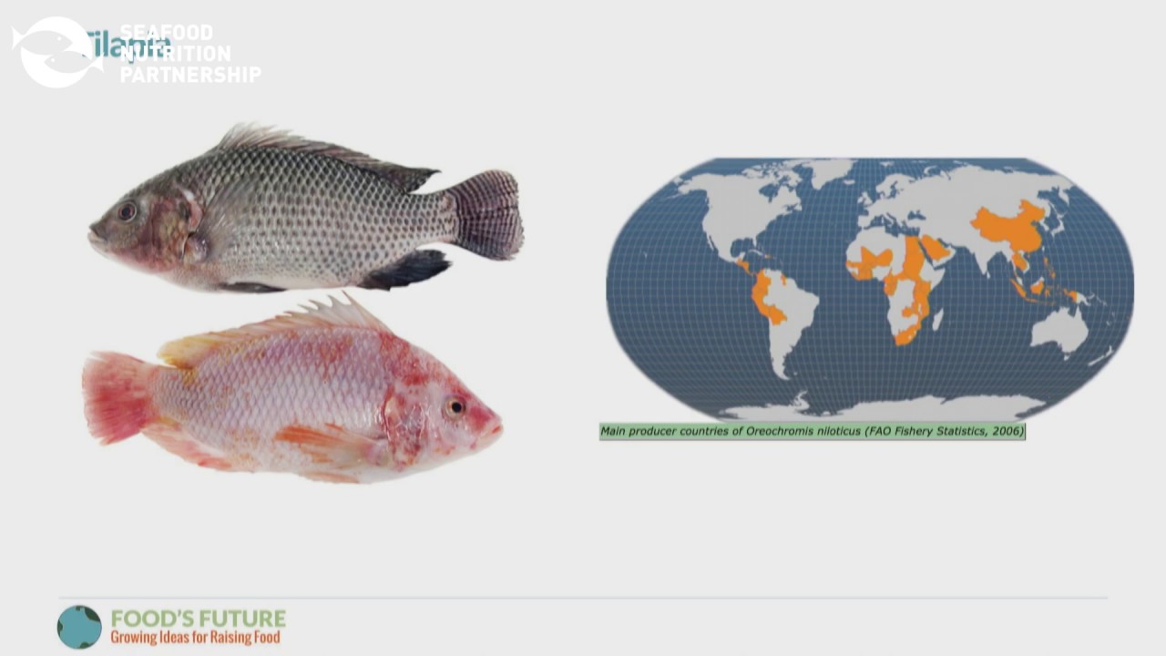 Why Aquaculture is Important