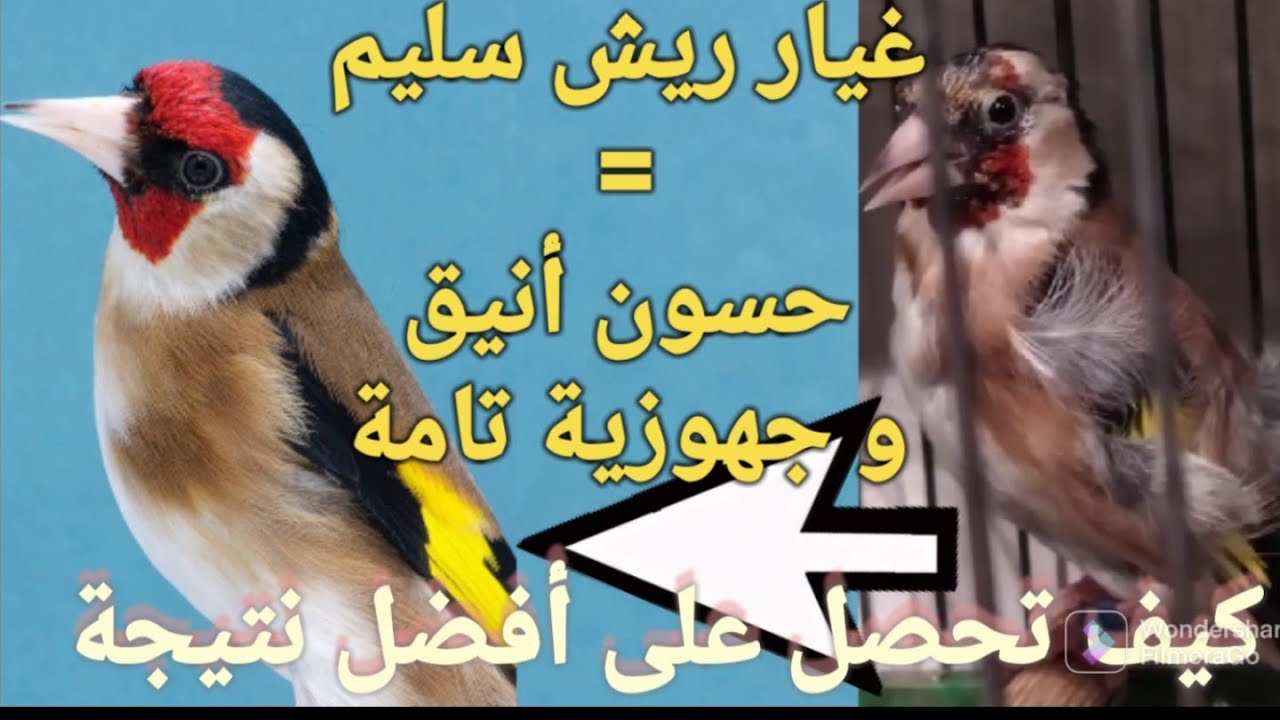 كل ما تريد معرفته عن غيار الريش عند الحسون | أفضل الطرق لغيار الريش| تبديل الريش او القلش عند الحسون
