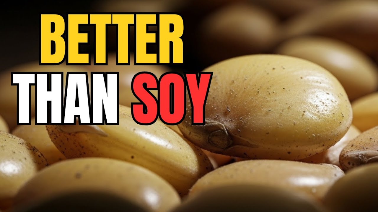 This Crop Competes With Soy for Protein — Without Chemicals or GMOs. Why Was Lupin Replaced?