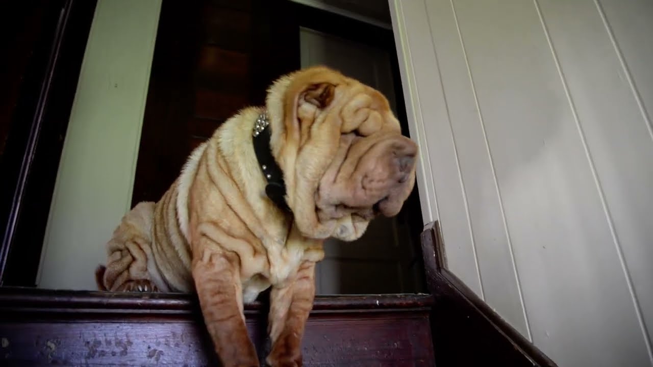 sharpei stairs