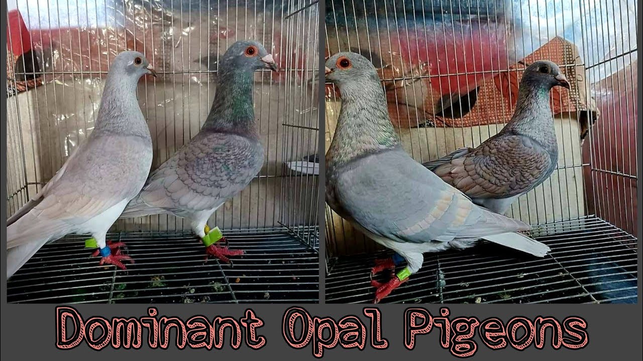 Dominant Opal Pigeon | Dominant Opal Racing Pigeon | Opal Racing Pigeon | Rare Color Racing Pigeon