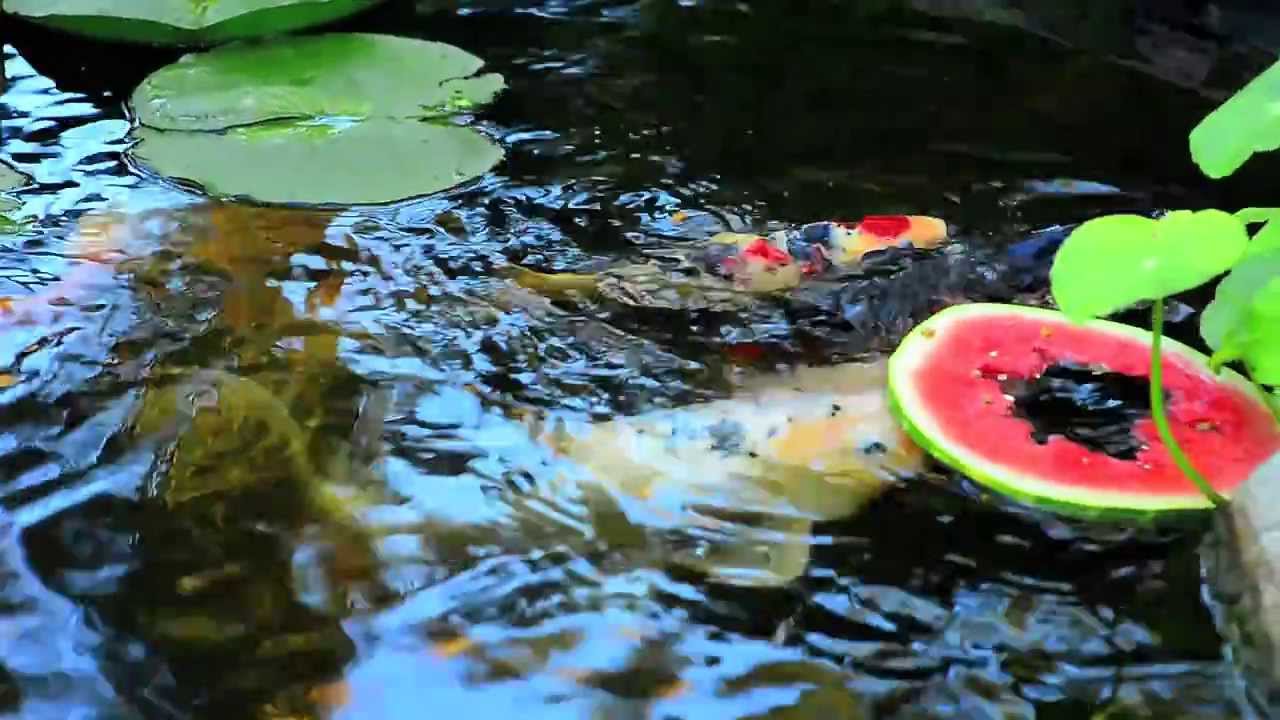 Training Koi Fish