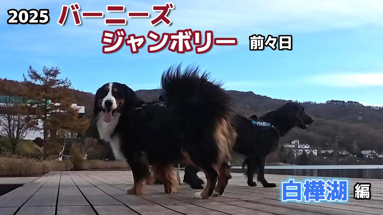 楽しみすぎるバーニーズジャンボリーに前々日から向かいました！【白樺湖編】#バーニーズマウンテンドッグ