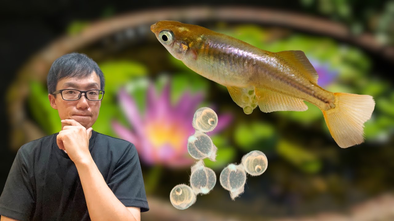 How to Care for Medaka (ricefish) Eggs | Tips to Hatch Healthy Fry