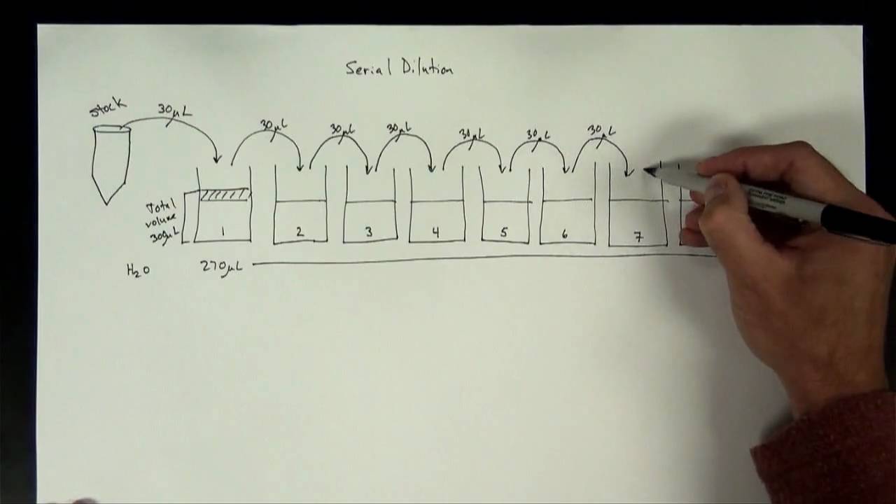 Concentrations Part 5 - serial dilution
