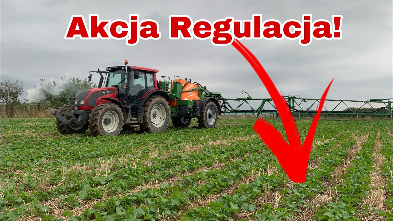 #395- Dobra regulacja i ochrona w rzepaku to podstawa! Wcisnąć w ziemię i przygotować do zimy!