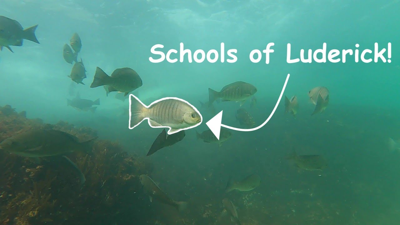 Schools of Luderick at Bundeena!