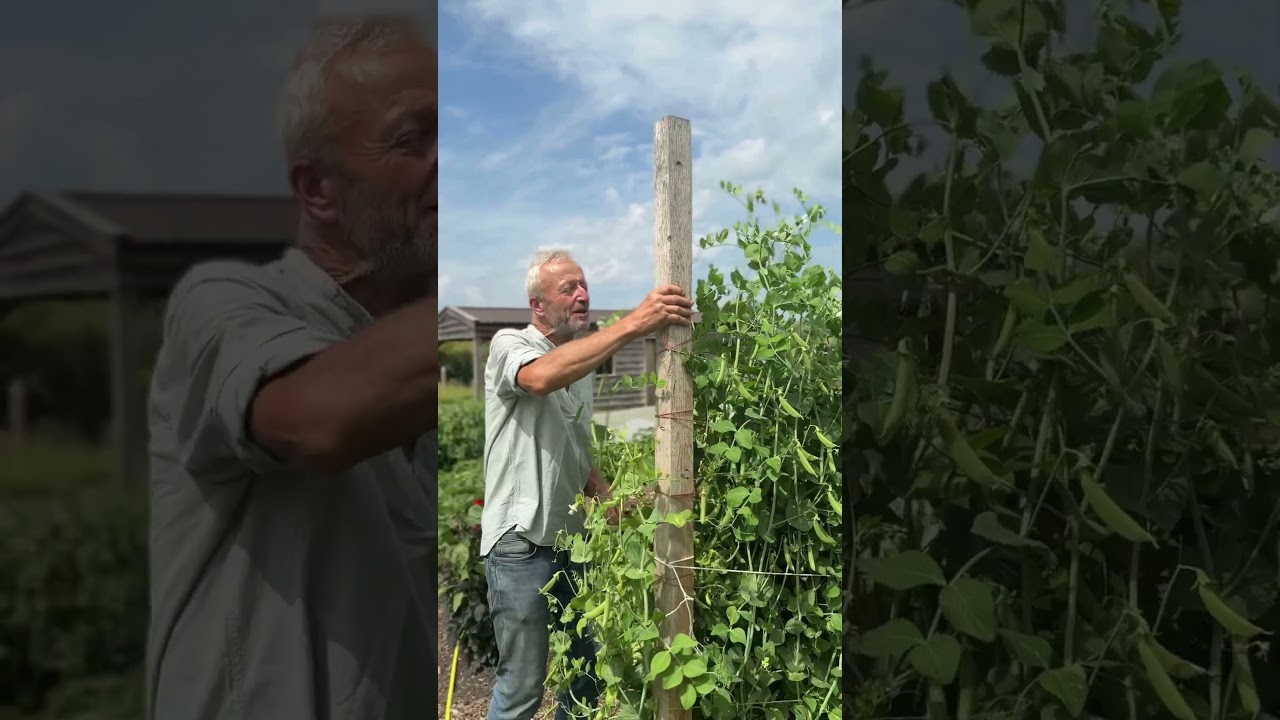 Pea Growing: Rondo to Shell & Tall Sugar to Eat Whole &ndash; Sweet & Surprising Growth
