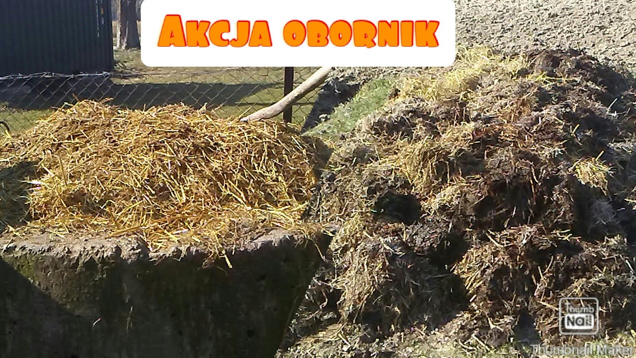 Hodowla królików - wywóz obornika