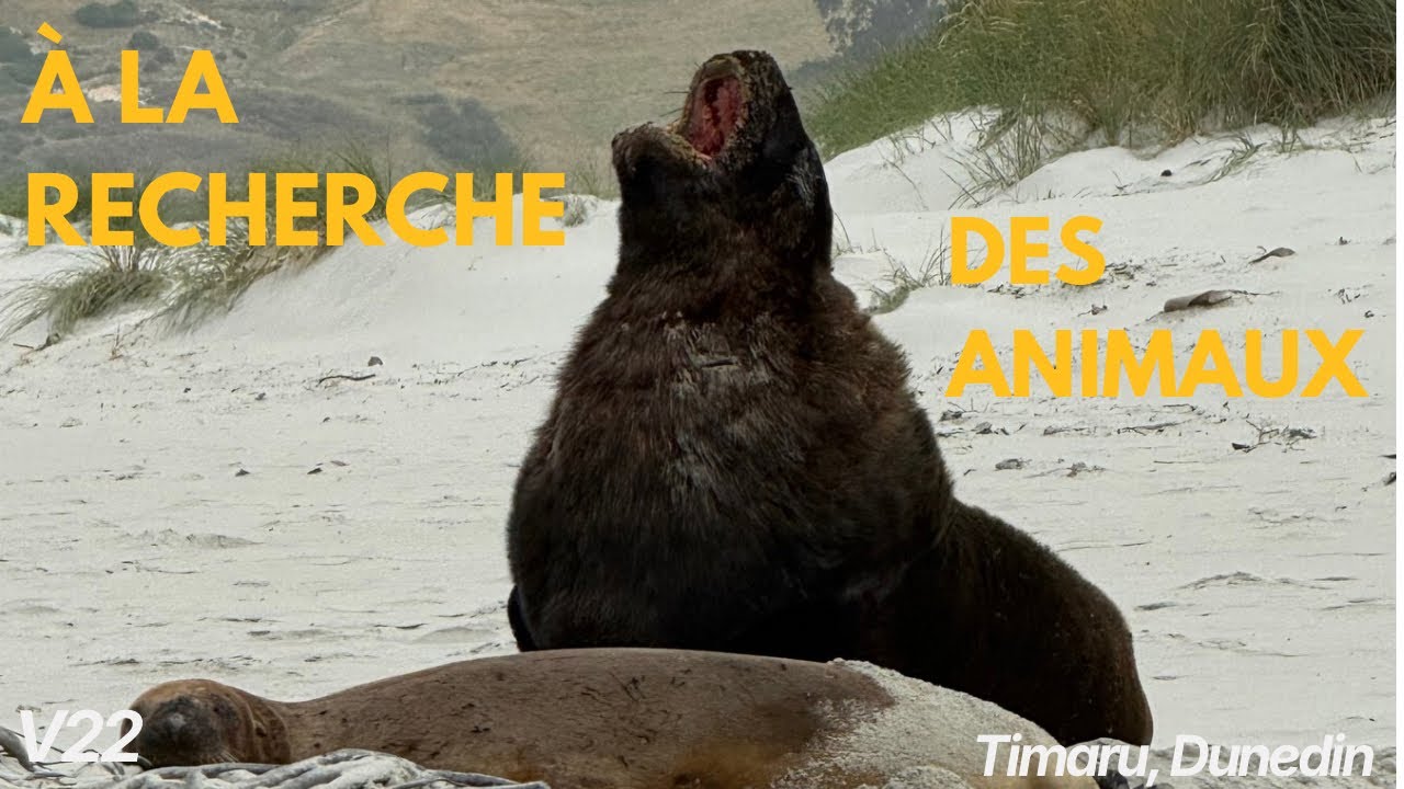 Pingouins, otaries et lions de mer : LA FAUNE INCROYABLE DE NOUVELLE ZÉLANDE 🐧🦭 (V22)
