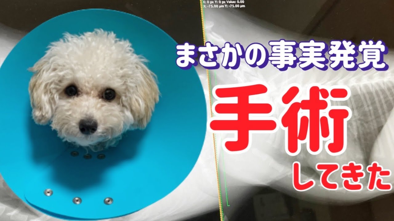 【悲報】去勢しようと思ったらキン○マ片方ありませんでした(トイプードル)