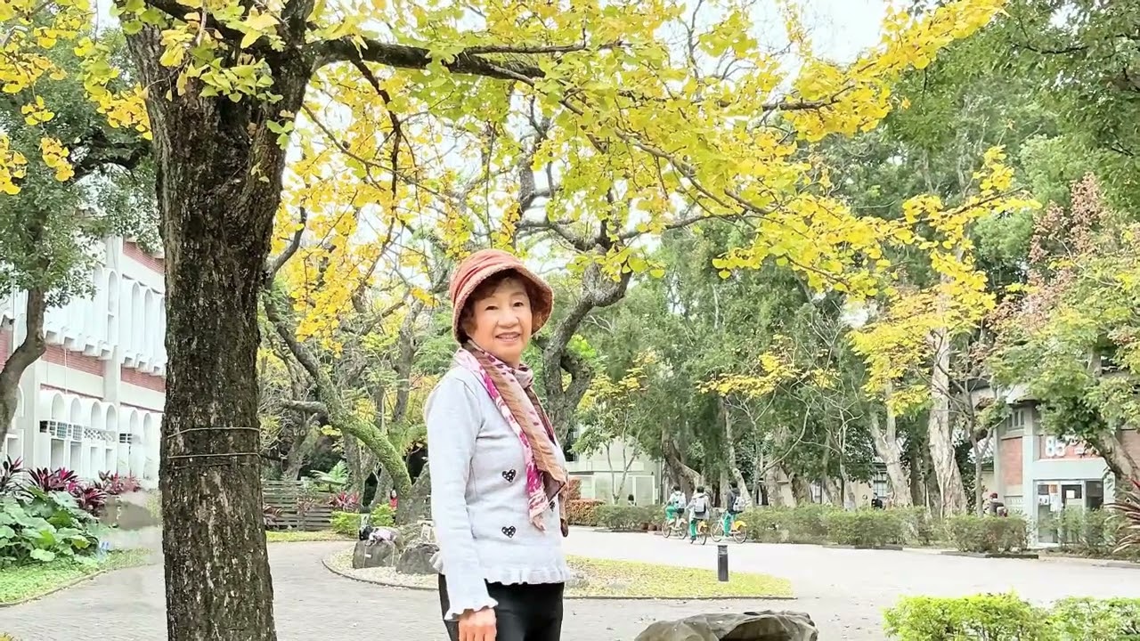115年1月16日台大校園銀杏樹（1）