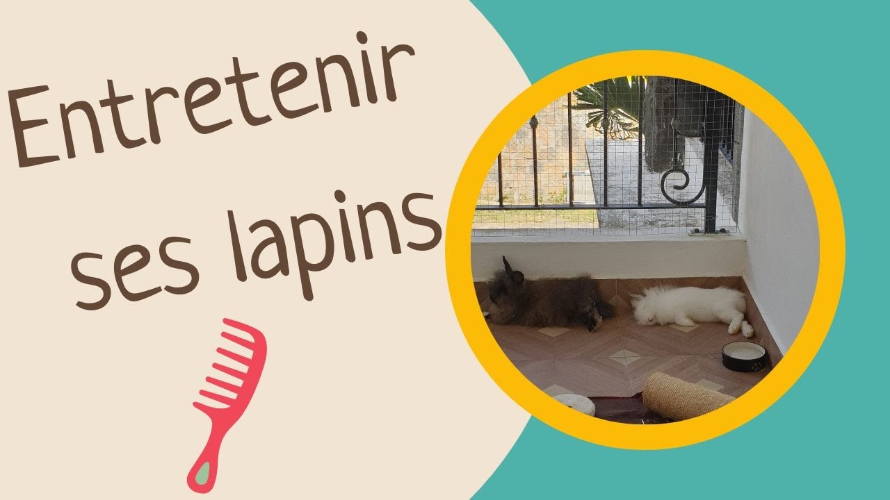 Comment entretenir un lapin angora ?