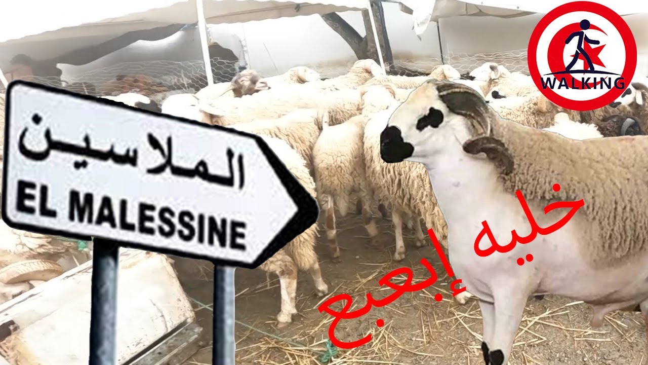 جولة في رحبة الملاسين  (المواطن قال باع) 15/05/2023