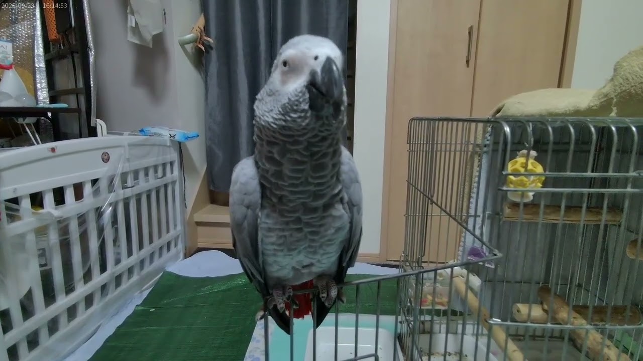 2025/9/23  昼のえりちゃん