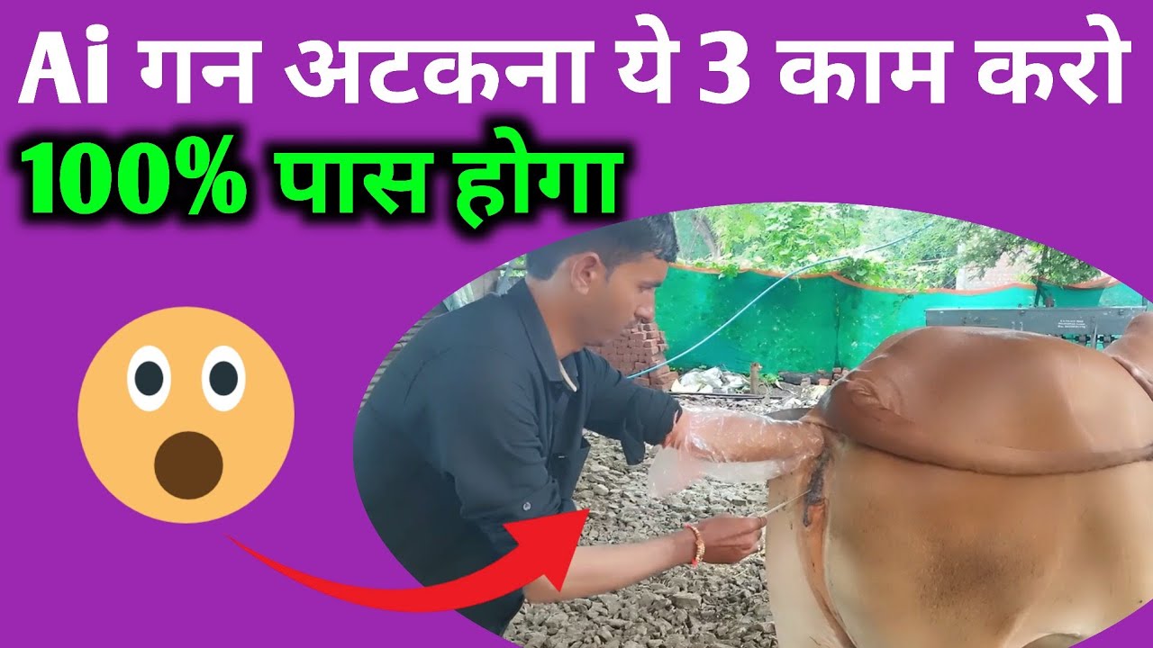 गाय भैंस की Cervix में ai गन अटकना | चुटकियों में Gun पास करें |