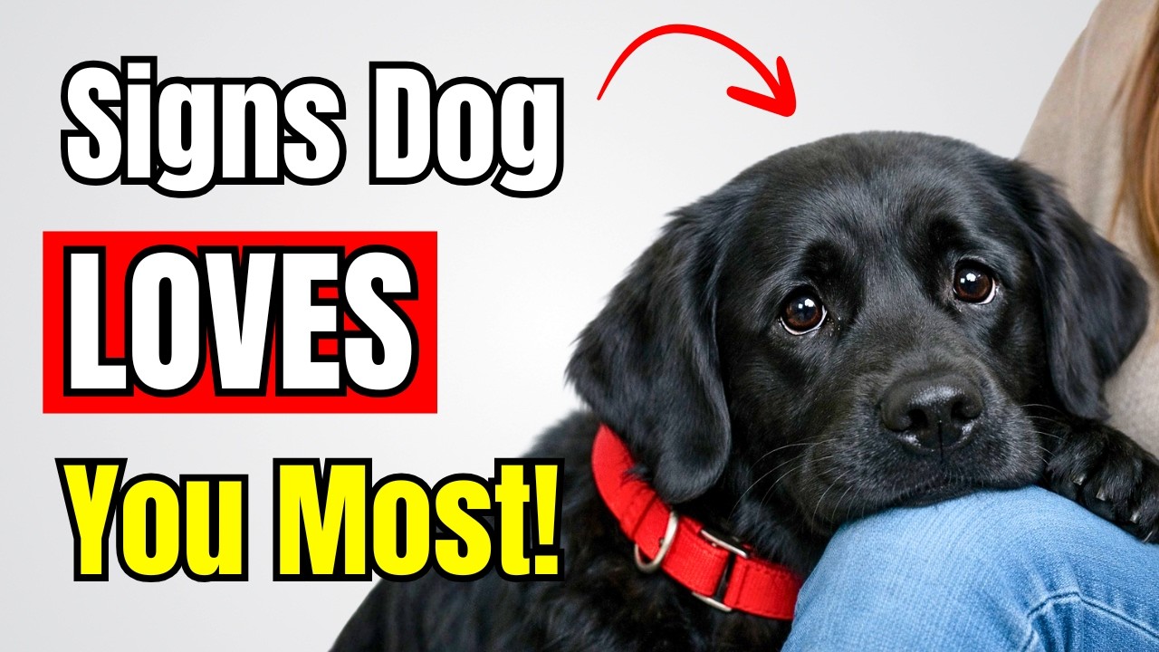 10 Signs Your Dog LOVES YOU More Than Anyone Else!