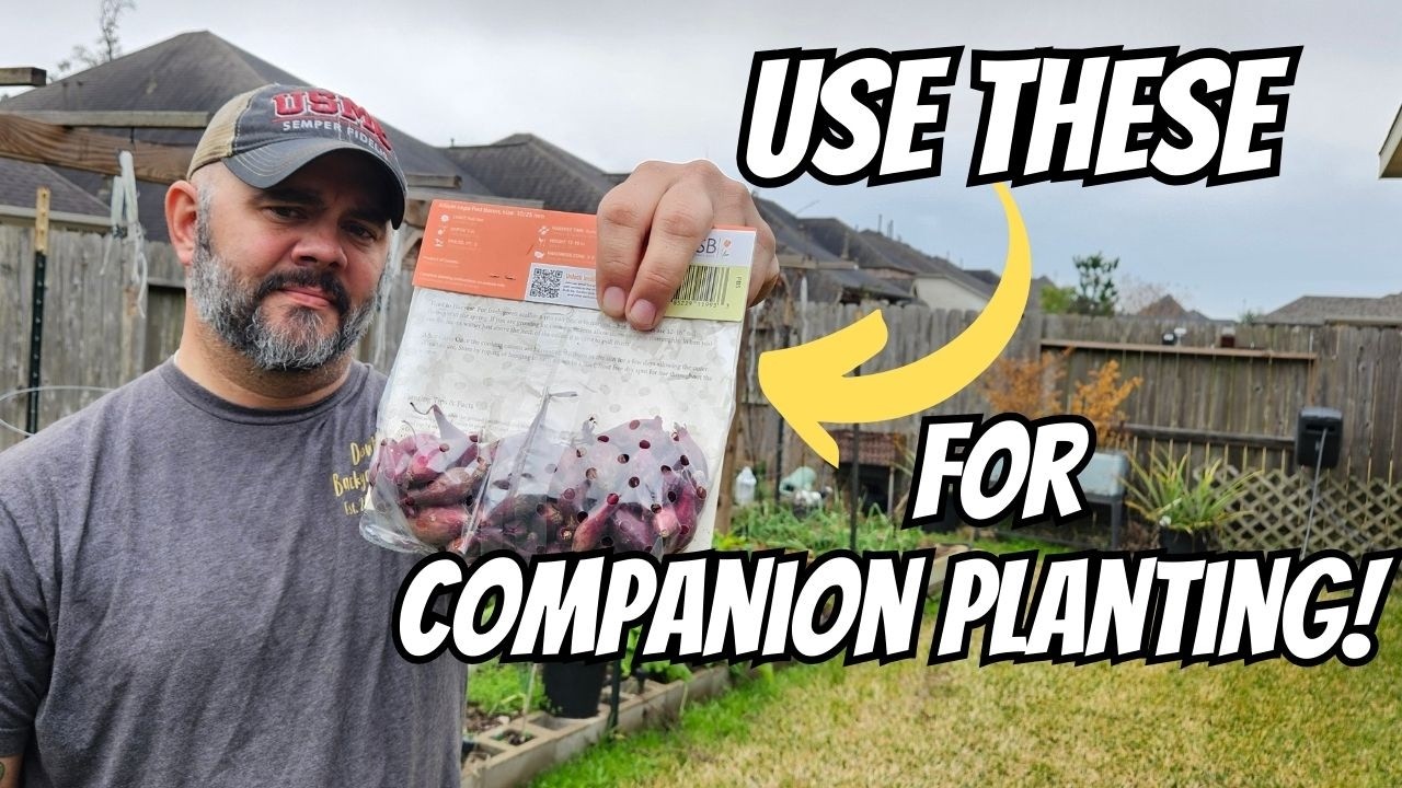 🧅Onion Companion Planting Guide for Beginners || DHBG