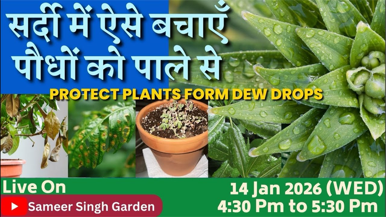 सर्दी में ऐसे बचाएँ पौधों को पाले से || How to protect plants from Winter Dew Drops