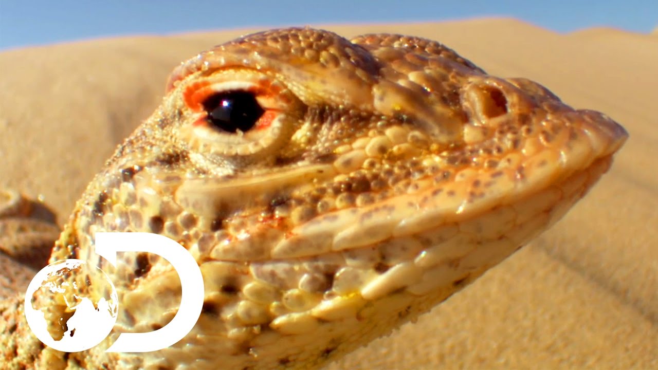 Lizard Outruns Rattlesnake in the Desert