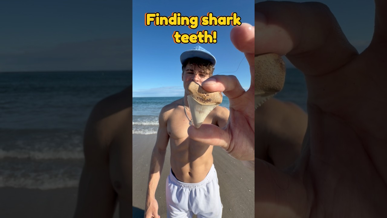 How To Find Shark Teeth At The Beach! #shorts