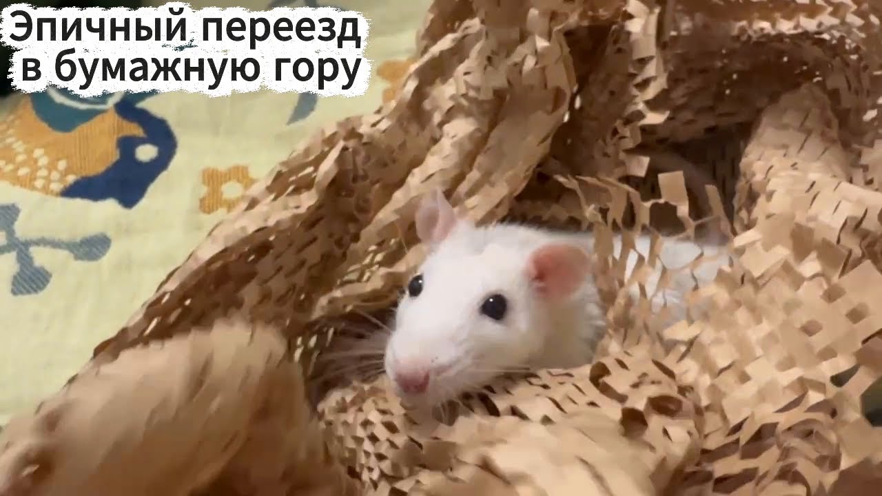 Декоративная крыса Смена жилья: из подарочного пакета в бумажный пентхаус!
