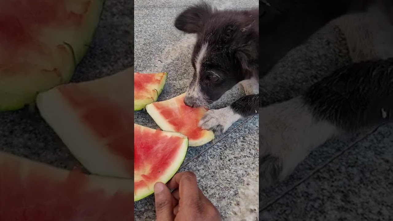 Dog eating watermelon 🐶మా మింటూ గాడు పుచ్చకాయ ఎంత బాగా తింటున్నాడో చుడండి ఫ్రెండ్స్#dogfeeding#food