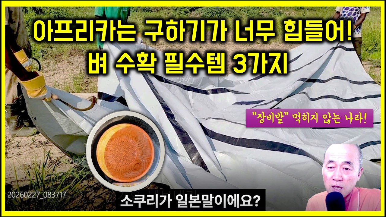 아프리카 벼 수확을 시작했다! 그런데 수확도구 구하는게 너무 힘들어, 소쿠리는 한국 말인가?  #중앙아프리카공화국 #소쿠리 #낫